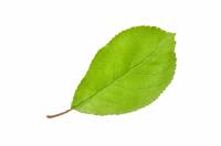 Saule marsault - feuille (Salix caprea)